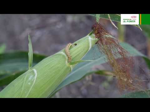 Видео: Биологические методы борьбы с вредителями сельскохозяйственных культур