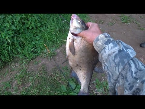 Видео: Отличная рыбалка.Хороший Лещ. Куровицы.