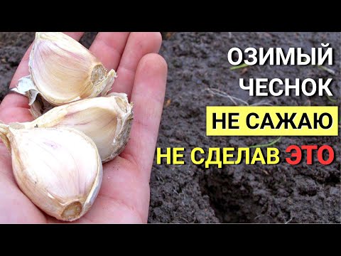 Видео: Обработка ЧЕСНОКА перед посадкой в ЗИМУ. ЧЕСНОК вырастает С КУЛАК и БЕЗ БОЛЕЗНЕЙ!