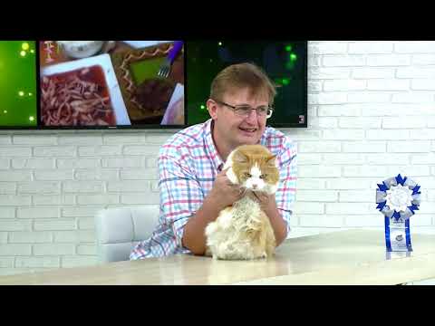 Видео: Советы ветеринара: онкология у кошек и собак