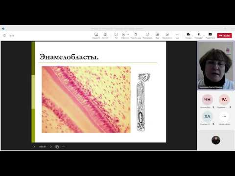 Видео: Лекция по гистологии. Строение зуба  эмаль, дентин.
