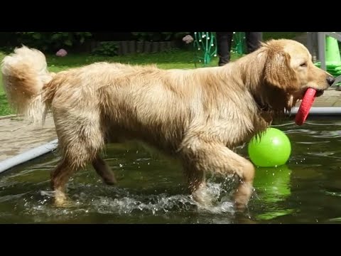 Видео: Догтренинг 696. Правильный ховаварт - от щенка до послушной собаки.