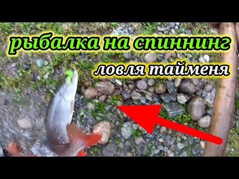 Видео: Рыбалка на реке Бия 👆 Ловля тайменя на спиннинг.