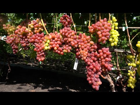 Видео: ОБЗОР ОЧЕНЬ РАННЕГО ВИНОГРАДА.