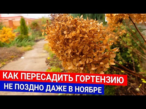 Видео: Как пересадить гортензию - не поздно даже в ноябре