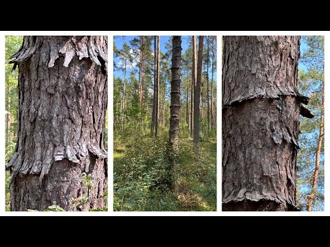 Видео: Сосна трансгендер. «Так я сосна или пальма?»