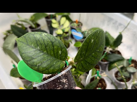 Видео: Хойи и не только. Обзор тепличек. 26.03.2025г.