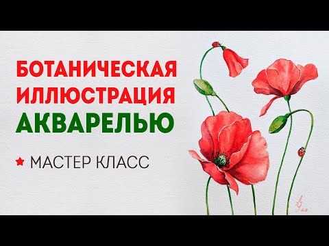 Видео: Уроки рисования для начинающих: как нарисовать красные маки