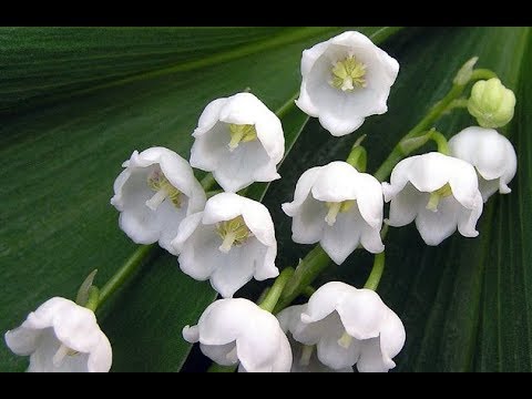 Видео: Первые шаги в вышивке лентами, вышиваем ландыши.  First steps in embroiding with ribbon