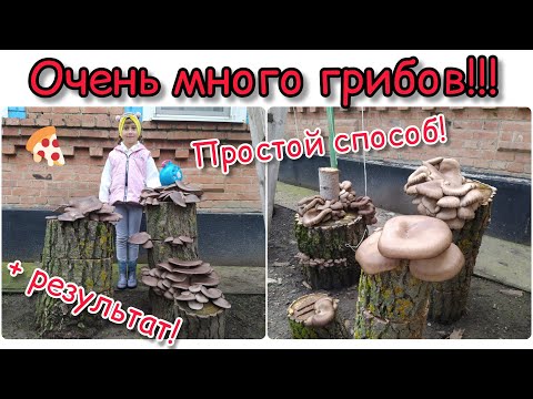 Видео: Growing mushrooms on stumps!!! (Выращивание грибов на пнях)