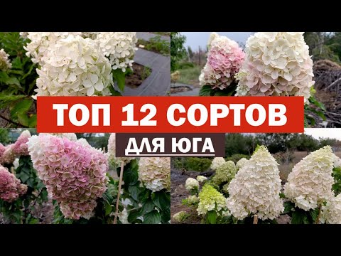 Видео: ТОП 12 сортов метельчатой гортензии ДЛЯ ЮГА