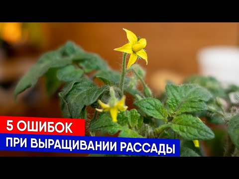 Видео: 5 ошибок при выращивании рассады