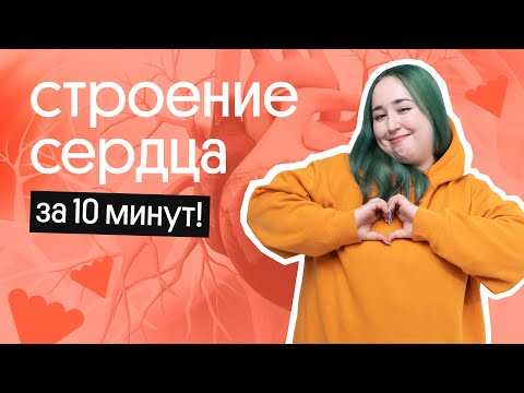 Видео: СТРОЕНИЕ СЕРДЦА ЗА 10 МИНУТ! | ОГЭ по БИОЛОГИИ 2023