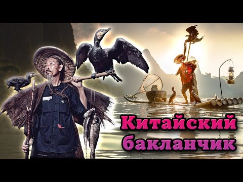 Видео: Китайская рыбалка с бакланами. Древнейшие традиции рыбной ловли
