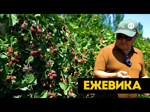 Видео: Ежевиканын прибыльный сорттору.  Орточо баасы кандай болуп жатат. Мөмөнүн эң кымбаты кайсы?