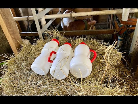 Видео: ЗАМЕНИТЕЛЬ МОЛОКА для телят. Выбираем лучшее и Правильно готовим.