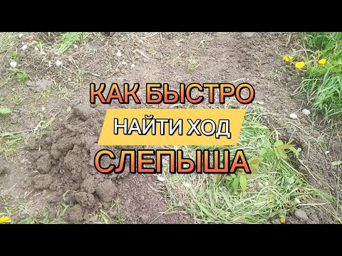 Видео: ЛЕГКО И БЫСТРО ИЩЕМ ХОД СЛЕПЫША