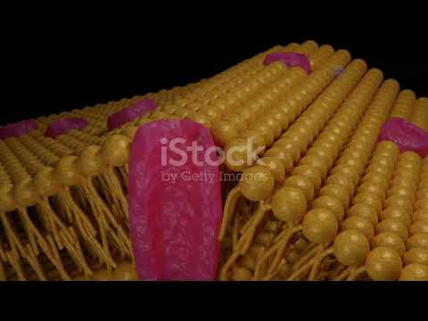 Видео: Биофизика мембран структурные основы и функции биологических мембран