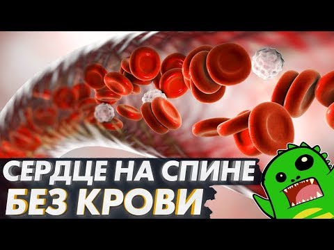 Видео: Сердце на спине, кровеносная система без крови и загоны эволюции