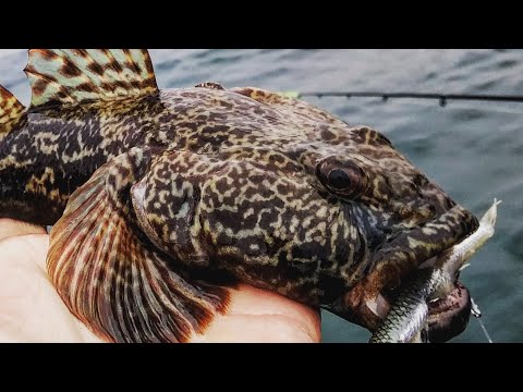 Видео: Ловля бычка и камбалы в Черном море