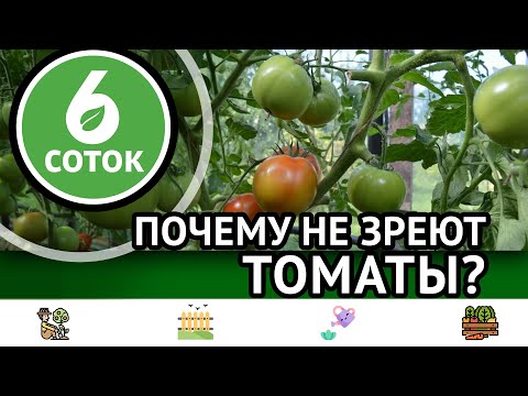 Видео: Почему не зреют томаты? Заготовки МЯТЫ на зиму