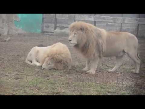 Видео: Встреча со львами после 3-х недельной разлуки !