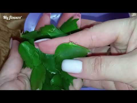 Видео: Укоренение черенков Декабриста