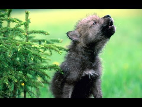 Видео: Волчата   -   песня | без студийного глянца, только чистая эмоция и глубина текста #nico777t