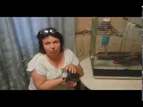 Видео: Татьяна Троицкая: Жако- информация к размышлению