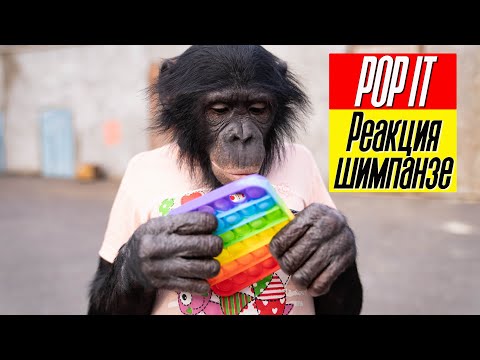 Видео: РЕАКЦИЯ ШИМПАНЗЕ НА ПОП ИТ // Омский цирк со львами // Подготовка нашего номера за кулисами