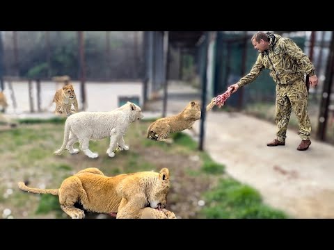 Видео: Вот так Олег Зубков приучает молодых львов БРАТЬ МЯСО из его рук?