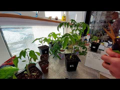 Видео: Час X настал! Режу томаты!