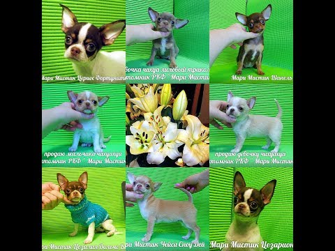 Видео: #АЛЛЕРГИЯЧИХУА НА ЧТО БЫВАЕТ И КАК ВЫРАЖАЕТСЯ#КУПЛЮЧИХУАПРОДАЮЩЕНКА#МАРИМИСТИКПИТОМНИКРКФ