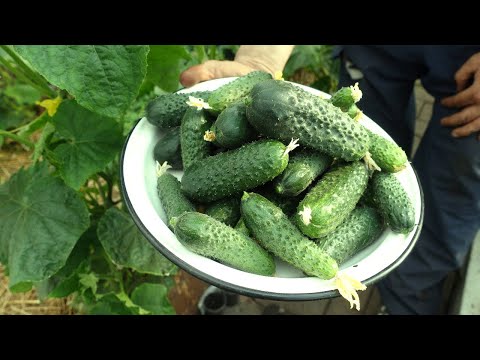 Видео: МОРЕ СЛАДКИХ ОГУРЦОВ В СЕНТЯБРЕ СУПЕР СПОСОБ!