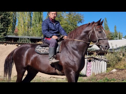 Видео: ТАЗА ШОКОЛАД  ЧЫКТЫ  пай пай пай  Мындай Ат бир Чыгат