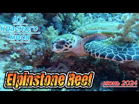 Видео: Риф Эльфинстоун (Elphinstone Reef)