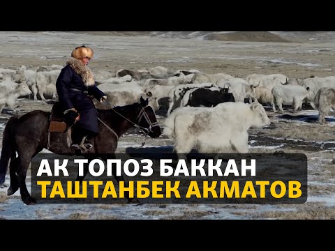 Видео: "Кирешелүү жана ылаңдабайт". Ак топоз баккан Таштанбек Акматов