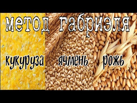 Видео: МЕТОД ГАБРИЭЛЯ А СТОИТ ЛИ ОН ТОГО??? ПЕРЕГОНЯЕМ ЗАТОР КУКУРУЗА ЯЧМЕНЬ РОЖЬ