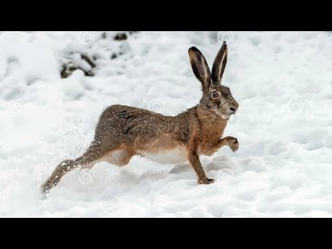 Видео: #Охота на зайца-русака. "Подранок".