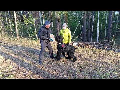 Видео: Элементы ЗКС. Работает русский чёрный терьер. Город Реж Свердловской области.