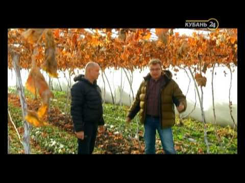 Видео: «Сельские истории». Виноград и клубника