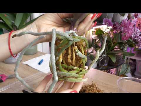 Видео: Эту пересадку ЖДАЛИ МНОГИЕ. Орхидея Black Face.