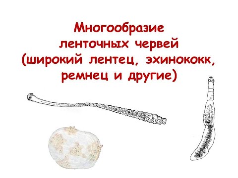 Видео: Многообразие ленточных червей (широкий лентец, эхинококк, ремнец и другие)