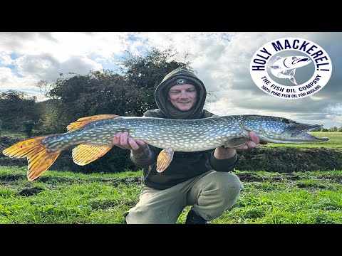 Видео: Ловля щуки на живца || Ловля щуки