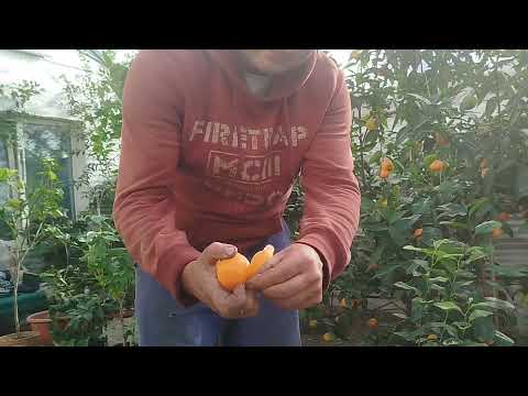 Видео: Мандарин Клементин - супер👍👍👍🍊