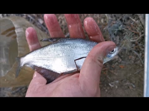 Видео: Ловлю на удочку разную бель на острове "зелёный". Город Волжский.