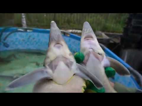Видео: Как отличить стерлядь от бестера.(Запускаем рыб обратно в водоём).