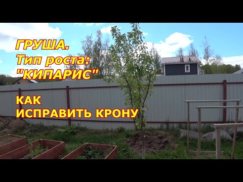 Видео: ГРУШИ тип роста "КИПАРИС". Как ИСПРАВИТЬ КРОНУ. МУЛЬЧА У СТВОЛА = ВРЕД ДЕРЕВУ