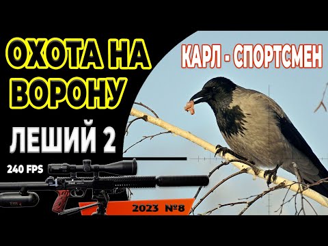 Видео: Охота на Ворону. Ходовая № 8 - Карл Спортсмен. Crow Hunting 2023. Кроухантинг. Jack Hunter.