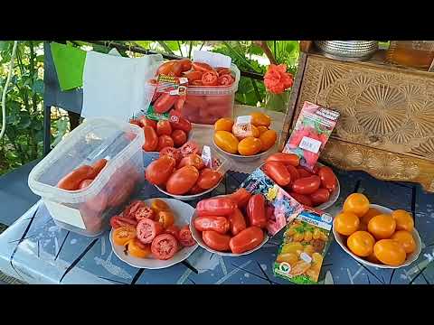 Видео: Открытый грунт. Обзор томатов в разрезе,🍅 для консервации.